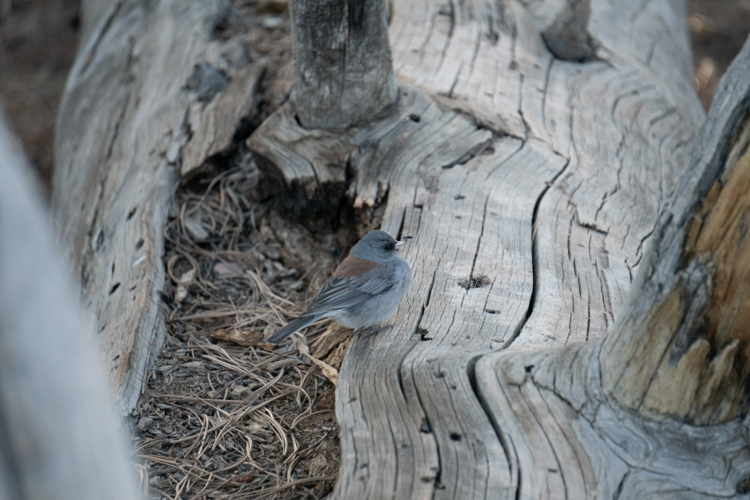 A junco stands on a strange log